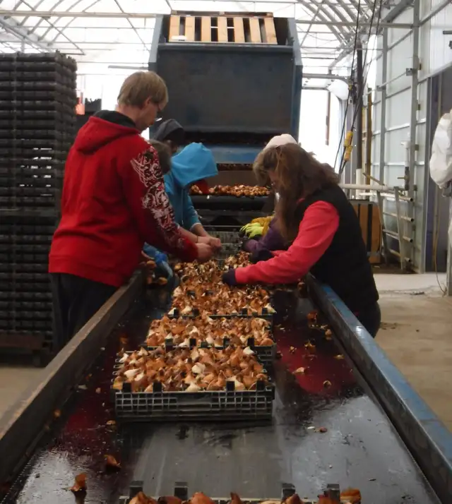 Tulip Farm Labour