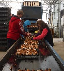 Tulip Farm Labour
