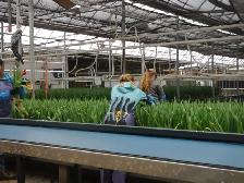Tulip Farm Labour - Photo 2