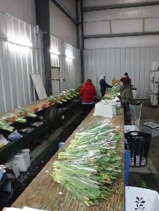 Tulip Farm Labour - Photo 3