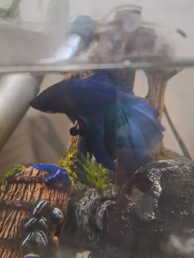 Male Betta with Tank for Sale