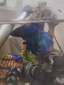 Male Betta with Tank for Sale