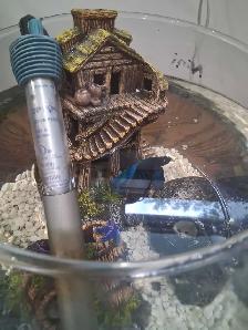 Male Betta with Tank for Sale - Photo 2