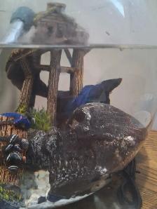 Male Betta with Tank for Sale - Photo 3