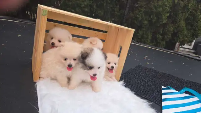 Pomeranian puppies/ 4 girls, 1 boy