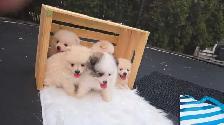 Pomeranian puppies/ 4 girls, 1 boy