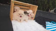 Pomeranian puppies/ 4 girls, 1 boy - Photo 2