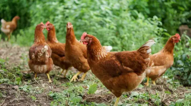 Poules pondeuses prêtes à pondre!