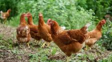 Poules pondeuses prêtes à pondre!