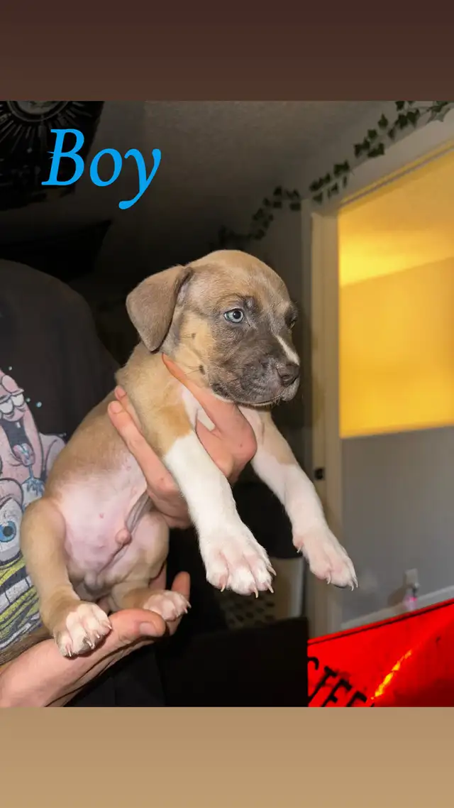 Puppies looking for their forever home