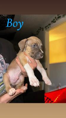 Puppies looking for their forever home
