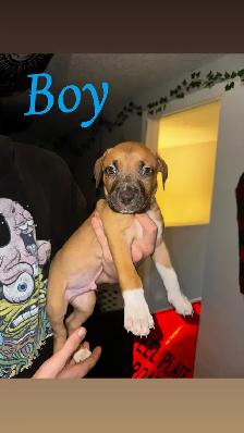 Puppies looking for their forever home - Photo 2