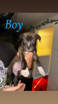 Puppies looking for their forever home - Photo 3