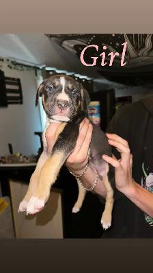 Puppies looking for their forever home - Photo 4