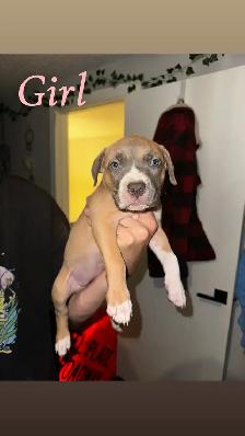 Puppies looking for their forever home - Photo 5