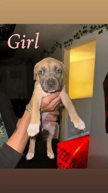 Puppies looking for their forever home - Photo 6