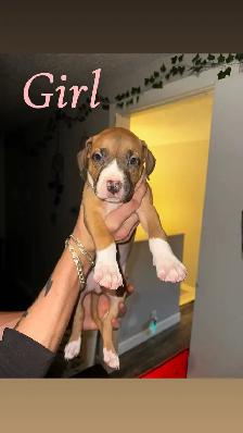 Puppies looking for their forever home - Photo 7