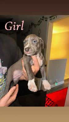 Puppies looking for their forever home - Photo 8
