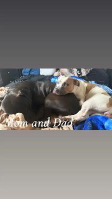 Puppies looking for their forever home - Photo 9