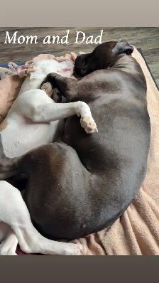 Puppies looking for their forever home - Photo 10