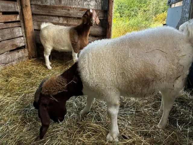 Deux splendides boucs Boer castrés