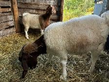 Deux splendides boucs Boer castrés