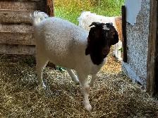 Deux splendides boucs Boer castrés - Photo 2