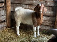 Deux splendides boucs Boer castrés - Photo 3