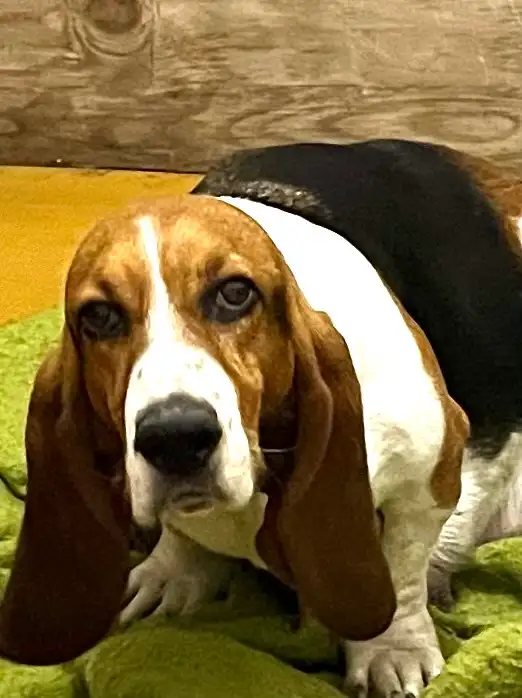 BASSET HOUND PUPPIES