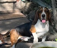 BASSET HOUND PUPPIES - Photo 2