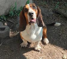 BASSET HOUND PUPPIES - Photo 3