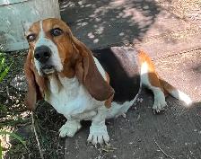 BASSET HOUND PUPPIES - Photo 4