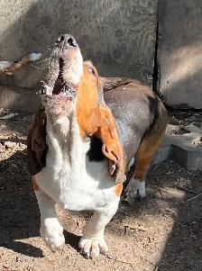 BASSET HOUND PUPPIES - Photo 5