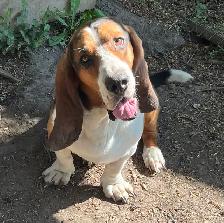 BASSET HOUND PUPPIES - Photo 6