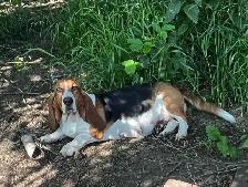 BASSET HOUND PUPPIES - Photo 7