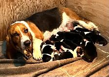 BASSET HOUND PUPPIES - Photo 8