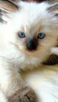 GORGEOUS BABY WHITEMITTTED & CHOCOLATEPOINT !! - Photo 10