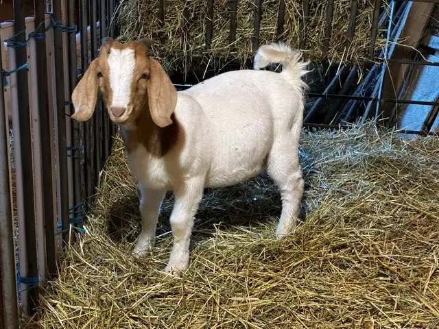 Jeunes Boers et Boers hybrides mâles = futurs reproducteurs!