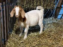 Jeunes Boers et Boers hybrides mâles = futurs reproducteurs!