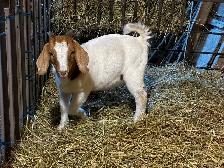 Jeunes Boers et Boers hybrides mâles = futurs reproducteurs! - Photo 2