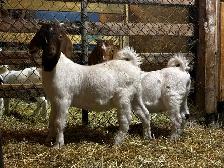 Jeunes Boers et Boers hybrides mâles = futurs reproducteurs! - Photo 3