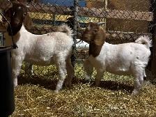 Jeunes Boers et Boers hybrides mâles = futurs reproducteurs! - Photo 4