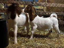 Jeunes Boers et Boers hybrides mâles = futurs reproducteurs! - Photo 5