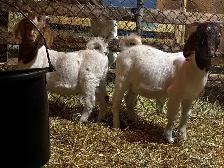 Jeunes Boers et Boers hybrides mâles = futurs reproducteurs! - Photo 6