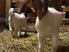 Jeunes Boers et Boers hybrides mâles = futurs reproducteurs! - Photo 7