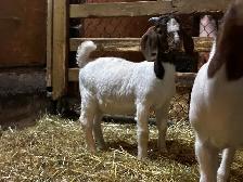 Jeunes Boers et Boers hybrides mâles = futurs reproducteurs! - Photo 8