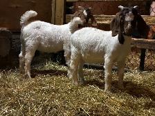 Jeunes Boers et Boers hybrides mâles = futurs reproducteurs! - Photo 9