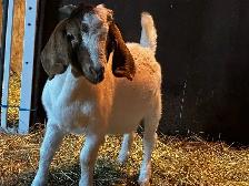 Jeunes Boers et Boers hybrides mâles = futurs reproducteurs! - Photo 10