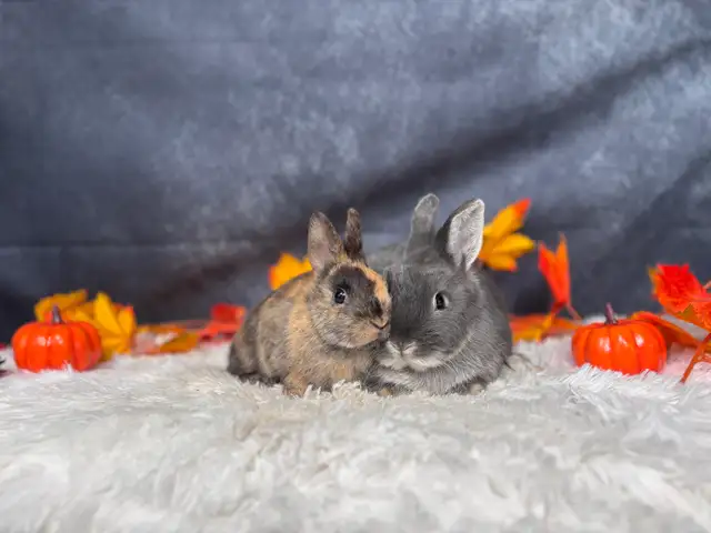 URGENT Netherland Dwarf Pair Looking for a Loving Home