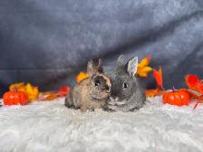URGENT Netherland Dwarf Pair Looking for a Loving Home